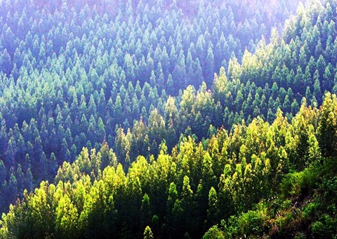 效率提升2倍！广西立异手艺赋能让34.2万亩林地确权提速降本