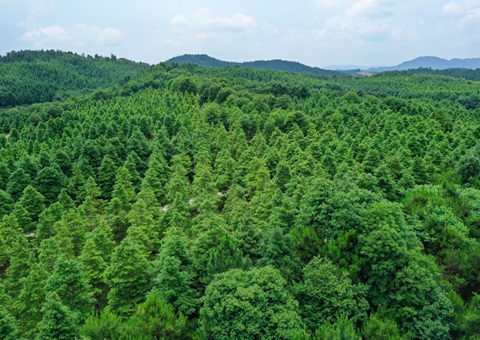 天津2024年林权流转生意额达21.36亿元