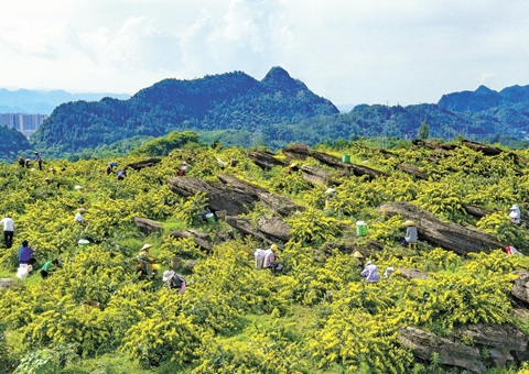 重庆秀山：一朵山银花，，，，，，，绽放19亿元综合产值