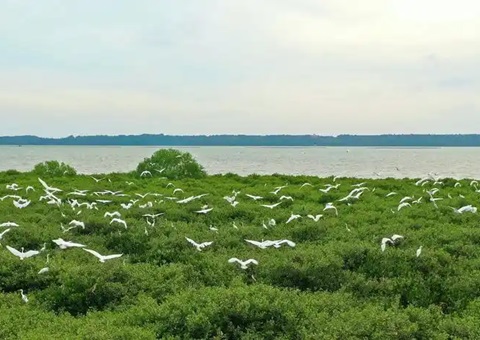 点赞！广东立异“蓝碳”开爆发意路径，，，，，多个案例开创先河！